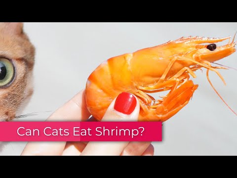 Can Cats Eat Shrimp, Be it Raw or Cooked?