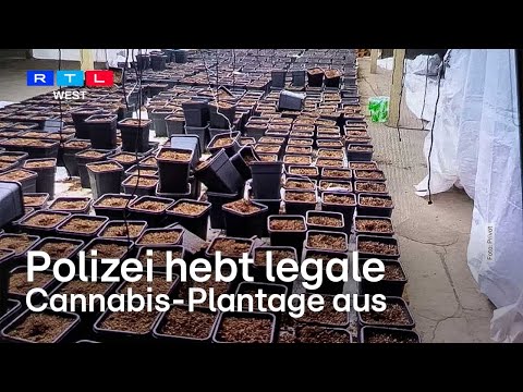Verwechslung in Hagen: Polizei hebt legale Cannabis-Plantage aus | RTL WEST