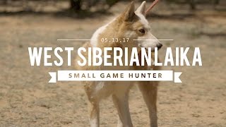 WEST SIBERIAN LAIKA: ULTIMATE SMALL GAME HUNTER