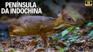 INDOCHINA | O CORAÇÃO DA VIDA SELVAGEM — Mistérios Entre Montanhas e Selvas Tropicais