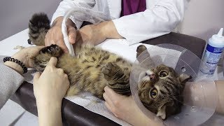 루루 고양이가 피오줌을 싸서 병원에 다녀왔어요