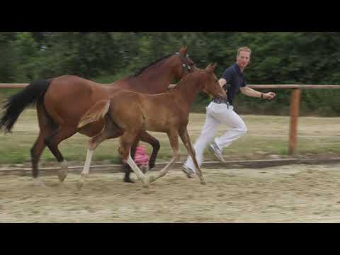 Auktionsfohlen Nr 71 SF v. Dreiklang – Marsvogel xx