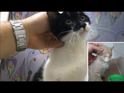 The Heartwarming Journey Of Two Cats Who Had A Rough Start In Life Video