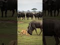 Lioness Vs Wildebeest An Intense Standoff In The Savannah Wildlife Safari Lioness Wildebeest