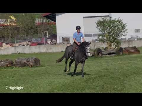 KN 7 Highlight, Stute *2020 v. Hickstead White - Lyjanero