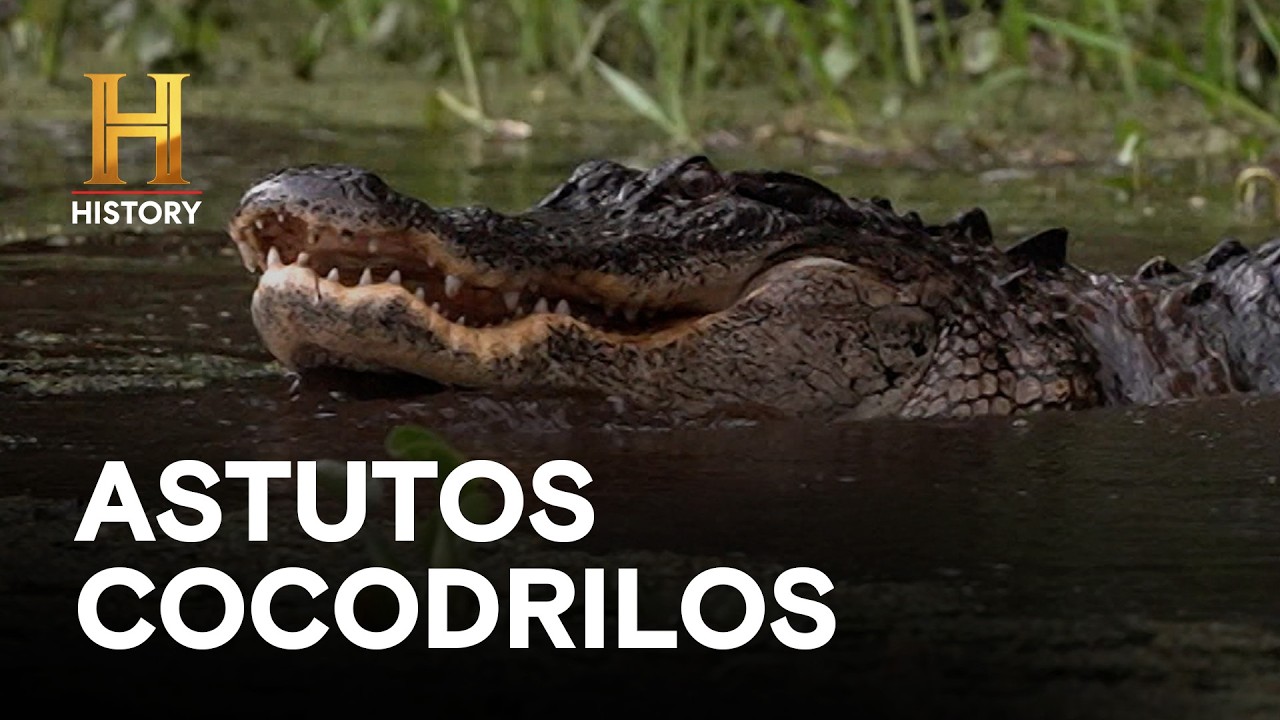 ASTUTOS COCODRILOS - AMOS DEL PANTANO: INVASIÓN DE SERPIENTES