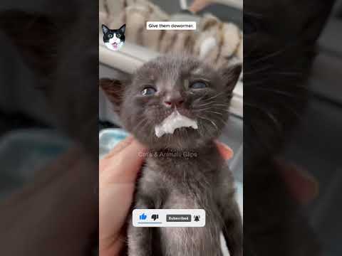 Funny Cats 😹 - 😂# when a  Kitten  Drinks too much milk  😂 #15