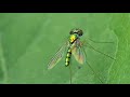 Long-legged fly -Dolichopodidae