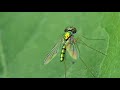 Long-legged fly -Dolichopodidae