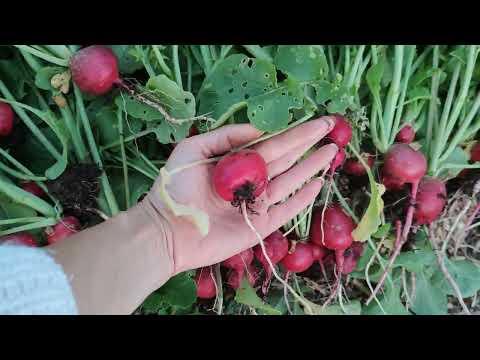 Rzodkiewki giganty bez nawozu i podlewania. Jak mieć ekologiczne warzywa bez chemii?