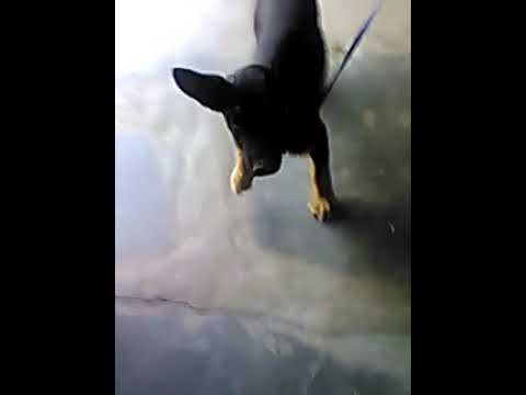 Garman shapard puppy sell 8000(1)