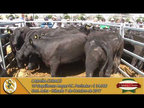 07-10-17 Venta de Vaquillonas P.C. preñadas - Cabaña Curacó - Gral. Acha.