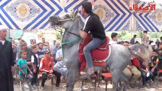 لعشاق الخيل والمزمار البلدي الطبله البلدي