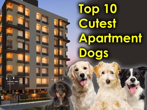 Top 10 Cutest Apartment Dogs