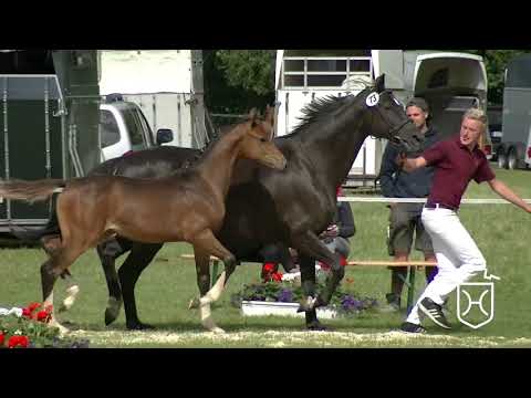 SE073 Stutfohlen von Caplan - Esteban xx - Alcatraz