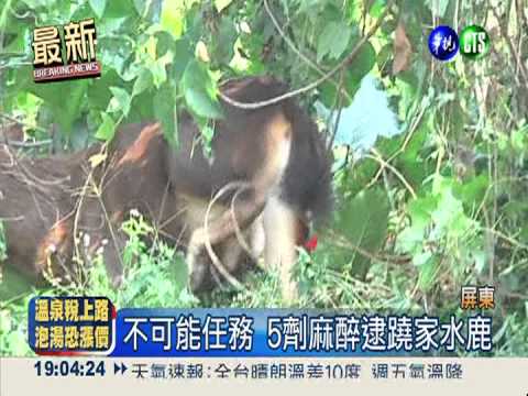 追落跑水鹿 打4劑麻醉針竟嘸效