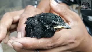 Download lagu ciri ciri anakan srigunting hitam jantan...dijamin 100% mp3 Download lagu ciri ciri anakan srigunting hitam jantan...dijamin 100% mp3