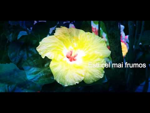 Marius din Barbulesti - Esti cel mai frumos [Official video]