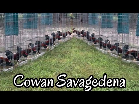 Cowan Penny Hatch Grey Yellow Leg - Savagedena Farm