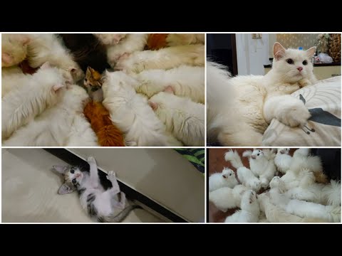 Razia gundon m phns gayi | our Kylie