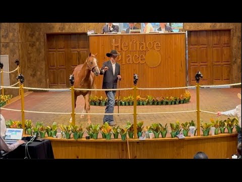 2025 Heritage Place Yearling Sale: Session 3 Recap (VIDEO)