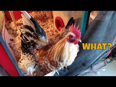 image-Do baby chickens make good pets?