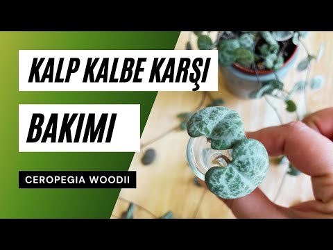 , title : 'Ceropegia woodii / Kalp Kalbe Karşı Çiçeği Bakımı 🧡 | Ev Yeşili'