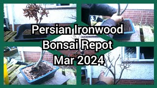 Persian Ironwood Bonsai Repot Mar 2024