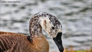 Allison Moorer - &quot;Is It Worth It&quot;