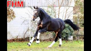 Video koně Fhm