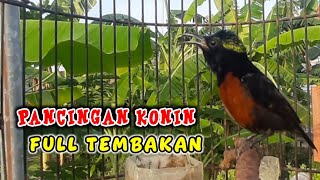 Download lagu konin GACOR FULL NEMBAK ampuh untuk PANCINGAN KONIN agar cepat gacor mp3