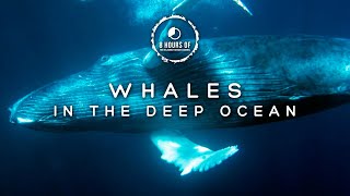 WHALE SOUNDS NO MUSIC, WHALES SINGING, WHALE SOUNDS, OCEAN UNDERWATER WHALE SLEEP FOR 8 HOURS