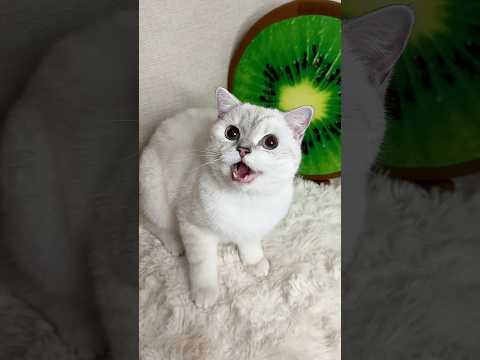 किट्टी मालकीन को मिट्टी खिला दिया😂#Catsoftiktok #CatLovers #cat #cute #FunnyCats #catcartoon