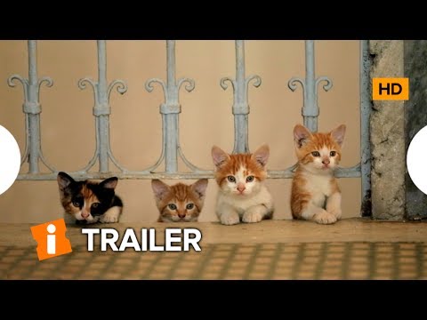 Gatos - Trailer