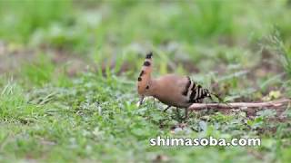 春の渡りのヤツガシラ、農耕地に4個体(動画あり)