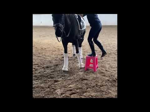 Asgards Ibiza x Rubin Royal Rappe dressurpferd