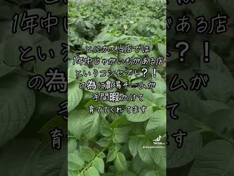 冬でもジャガイモは栽培できますか？どのような条件下で?  庭園