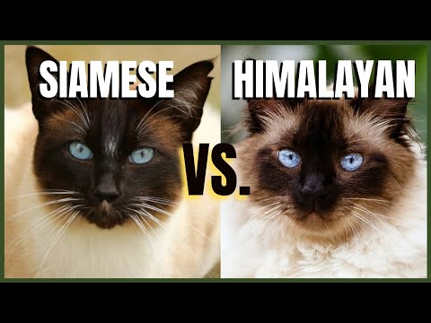 Siamese Cat VS. Himalayan Cat