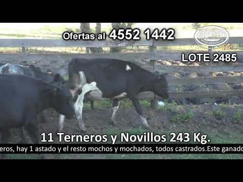 Lote 11 Terneros 6 HO,  2 HO c/  HS y 3 HO c/  AA 243kg -  en Quintón a 10 Km de Tarariras