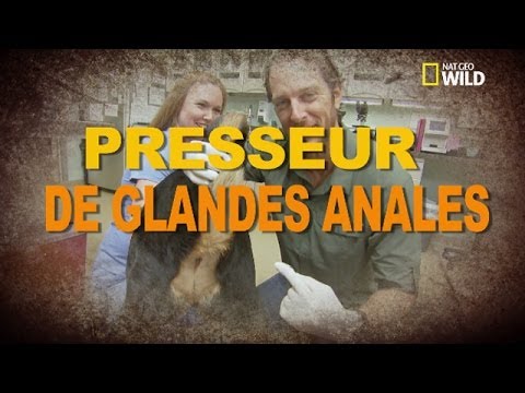 comment nettoyer glandes anales chien