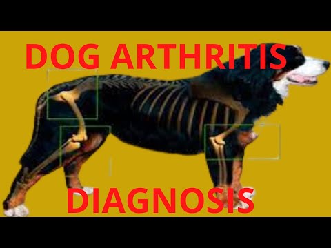 Arthritis in dogs and cats: how to detect and improve it?
