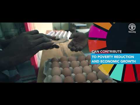 Committee on Agriculture 27 – Sustainable Livestock for Sustainable Development Goals