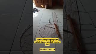 Download lagu jebak umpan jangkrik mp3