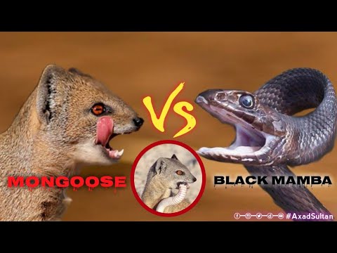 Brown Banded Mongoose Kills Black Mamba | Snake Fight | @AsadSultanOfficial