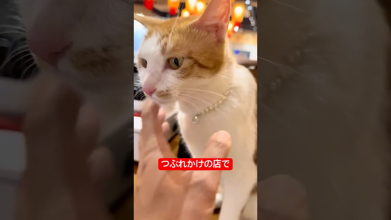 お店と猫たちを救った猫
