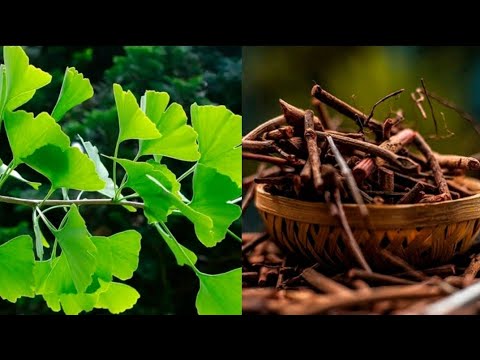 BENEFITS OF GINKGO BILOBA AND MANJISTHA IN RENATUS NOVA