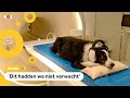 ¿Qué? Honden horen verschil tussen talen