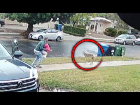 Dad Saves His Daughter From Coyote Attack
