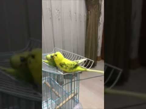 YASAK ARMUT 🚫 🍐