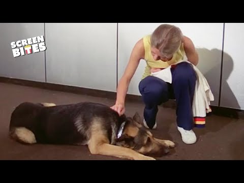 Meet The Bionic Dog! | The Bionic Woman | Screen Bites